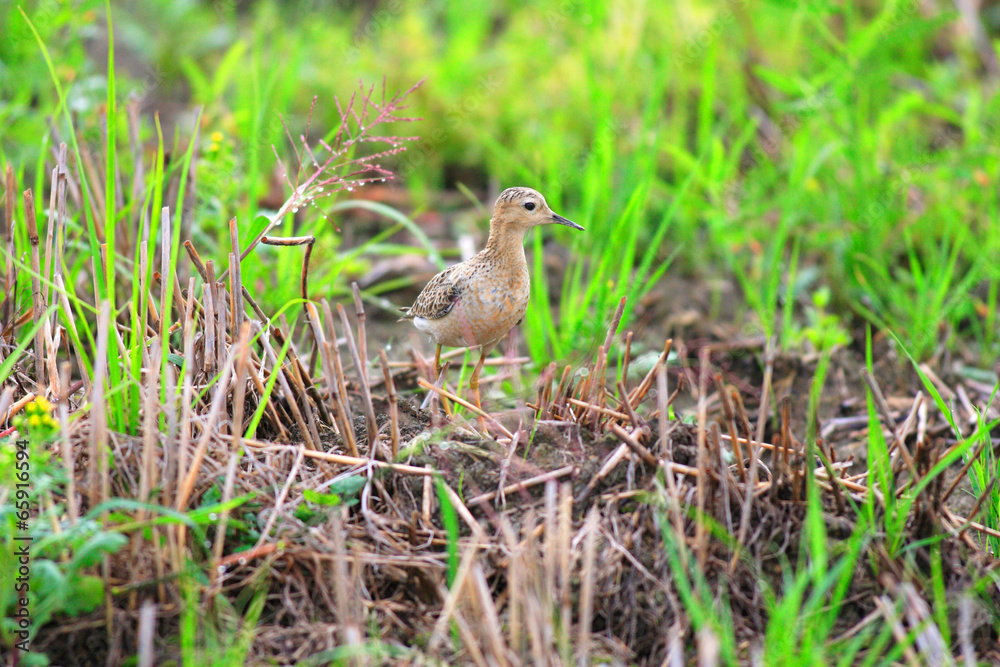 Buff-breasted Sandpiper (Tryngites subruficollis) in Japan Buff-breasted Sandpiper (Tryngites subruficollis) in Japan