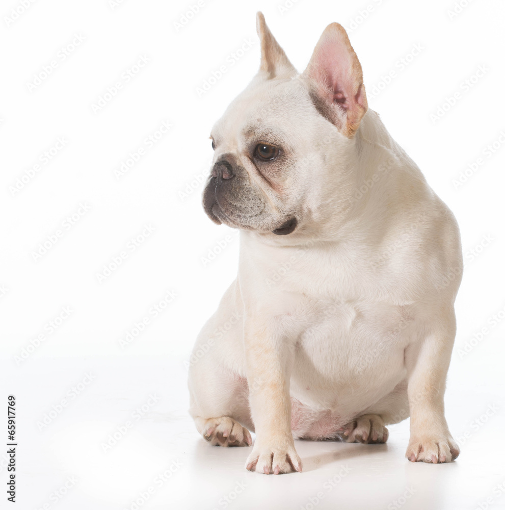 french bulldog