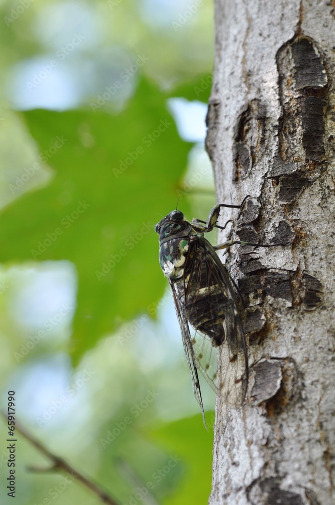 Obraz premium ミンミンゼミ