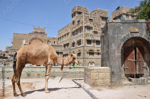 Йемен, Сана, верблюд на улице в старом городе