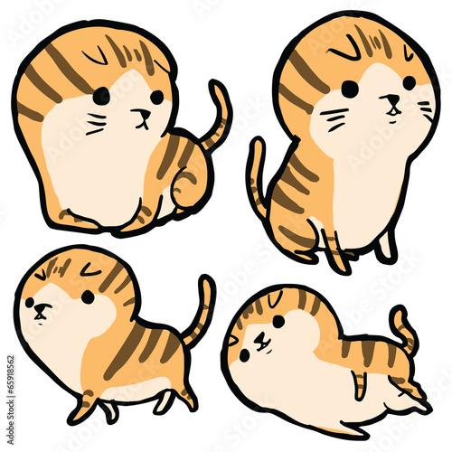 Scottish fold cat