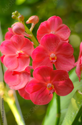 beautiful orchid on green background