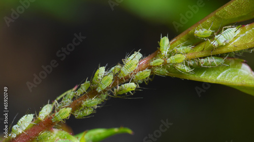 aphids sucking on rose shoot photo