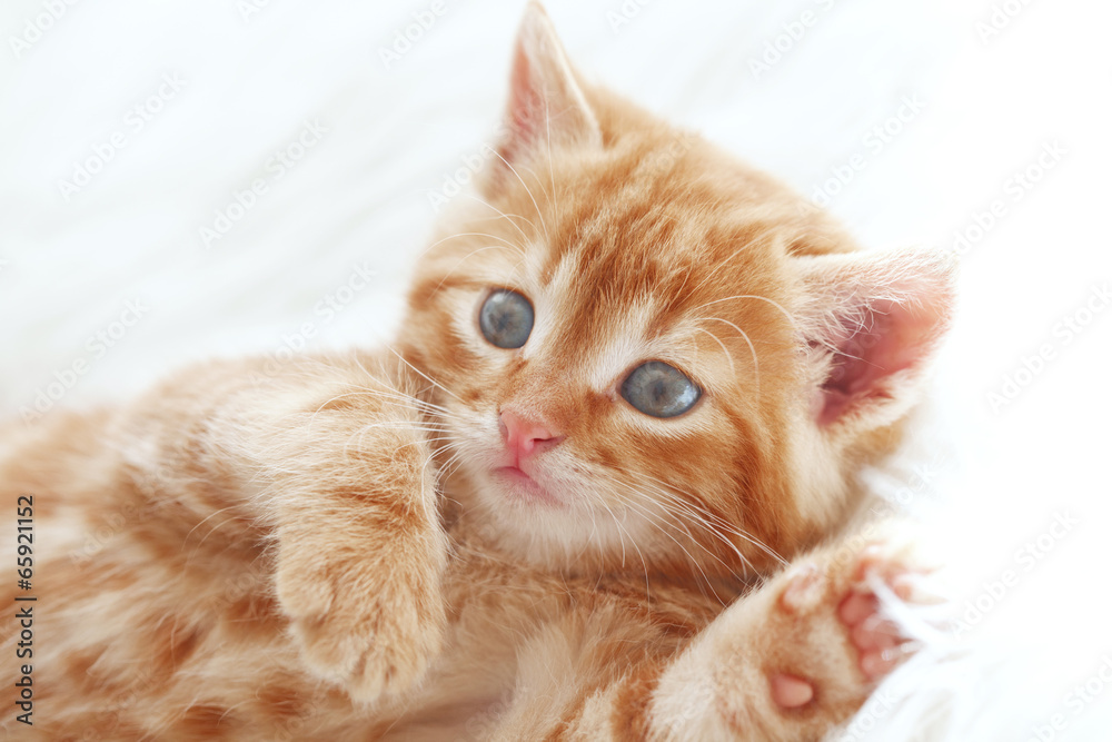 Red kitten Red kitten