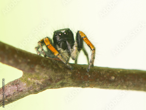 Philaeus chrysops - Jumping spider photo