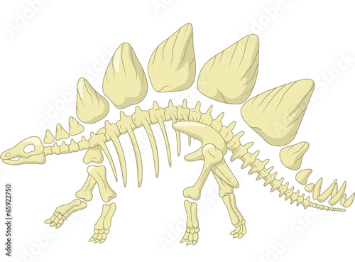 Stegosaurus skeleton