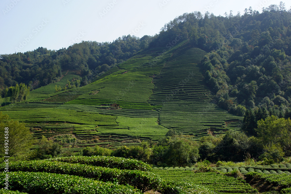 Tea plantation in Fujian Province, China