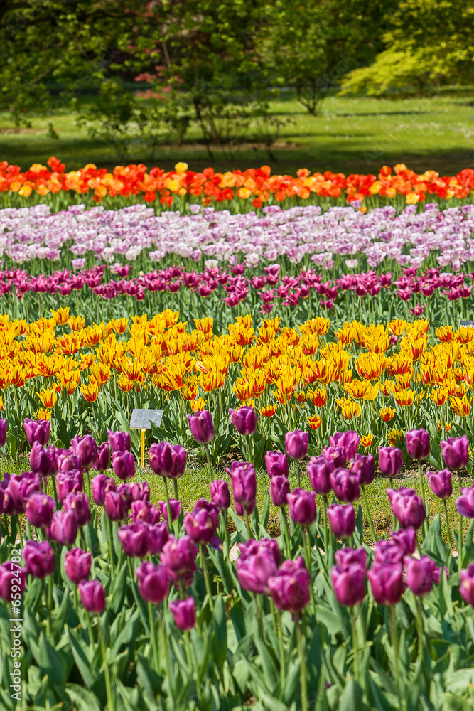 multicolor field tulips