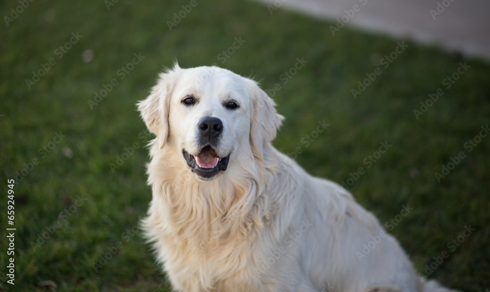 Beautiful Golden Retriever