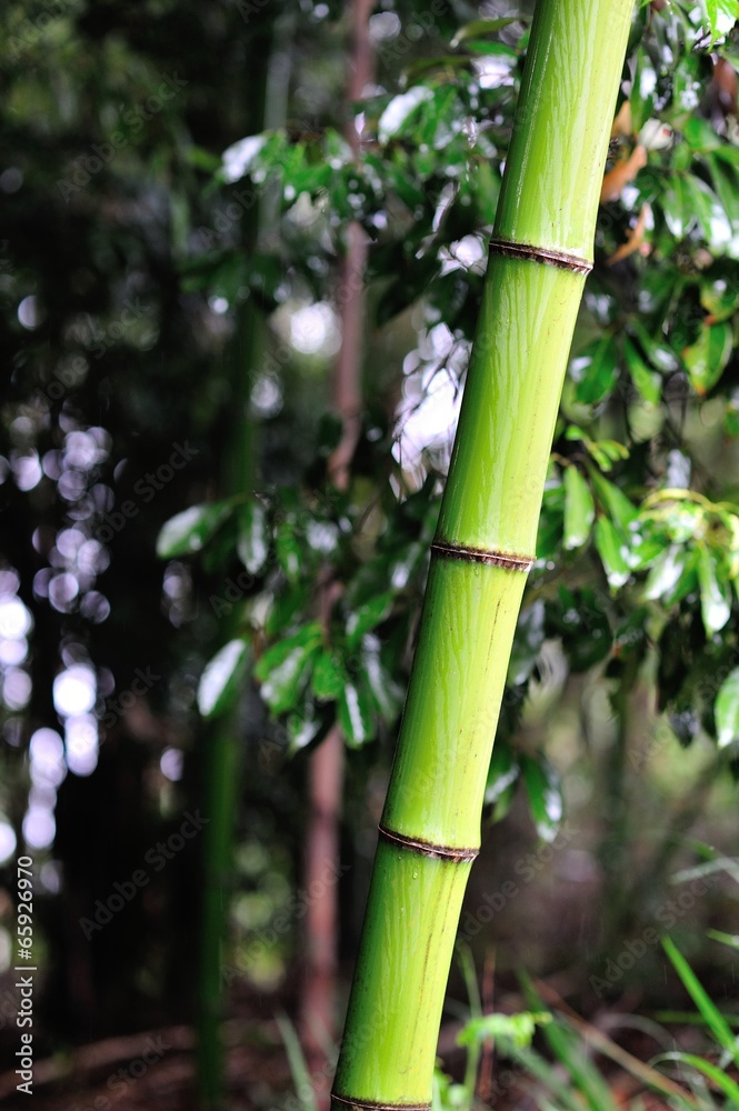 Obraz premium 竹