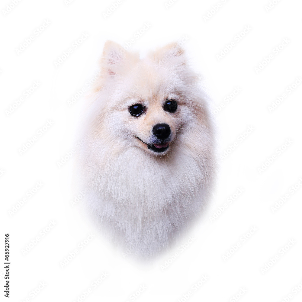 Obraz premium head dog