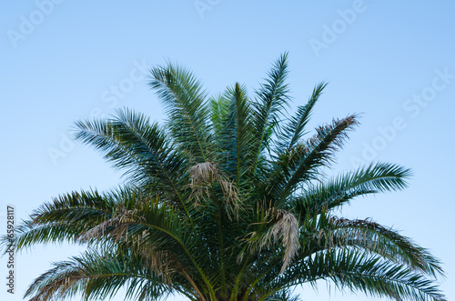 top of palm tree against clear blue sky