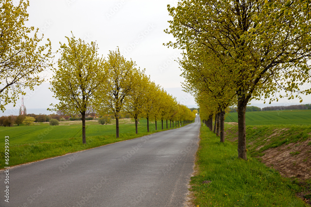 Countryside in north Germany between fields of rape seed Countryside in north Germany between fields of rape seed