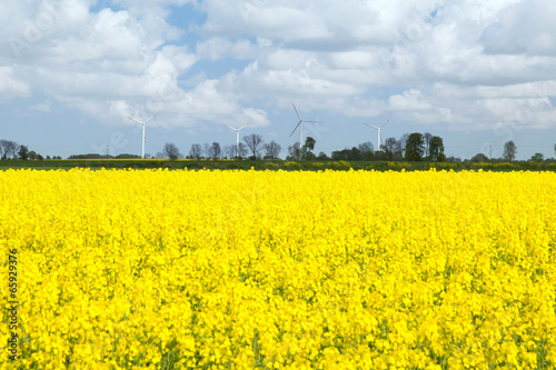 The yellow colza field against wind power generator