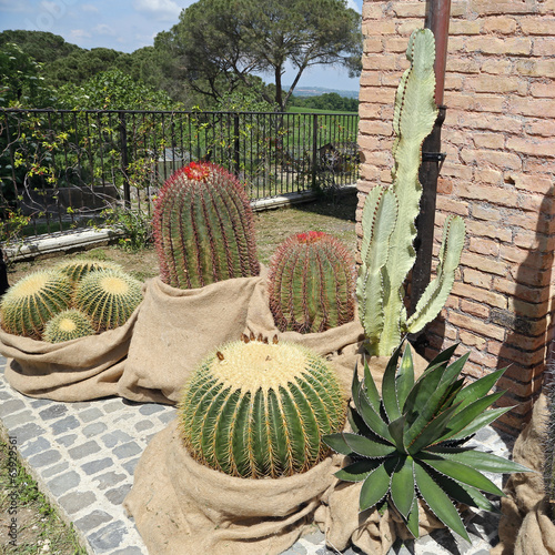 Golden ball cactus photo