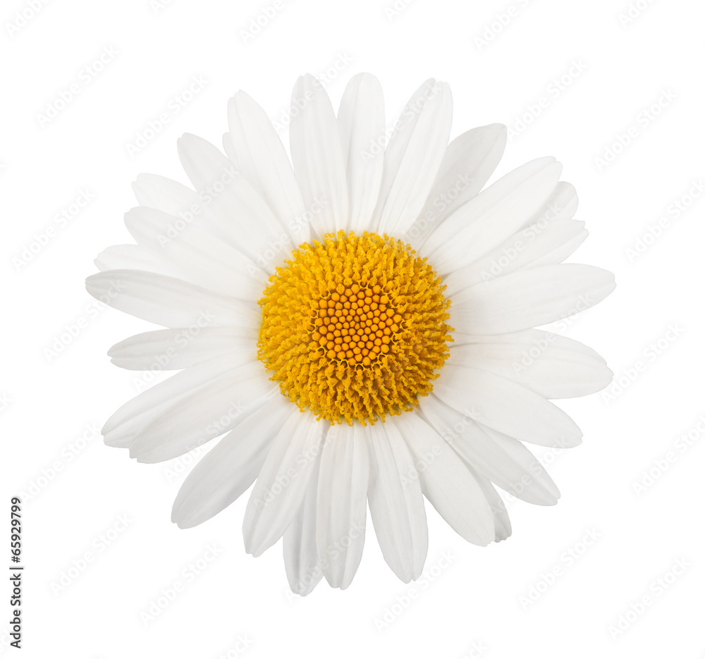 Naklejka premium White daisy