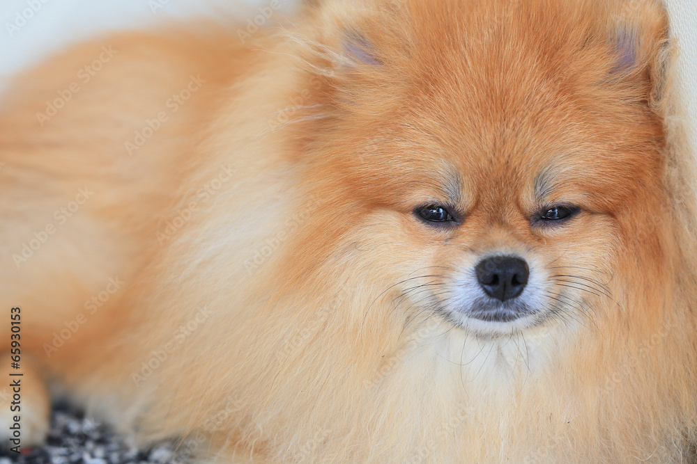 pomeranian dog, cute pet in home