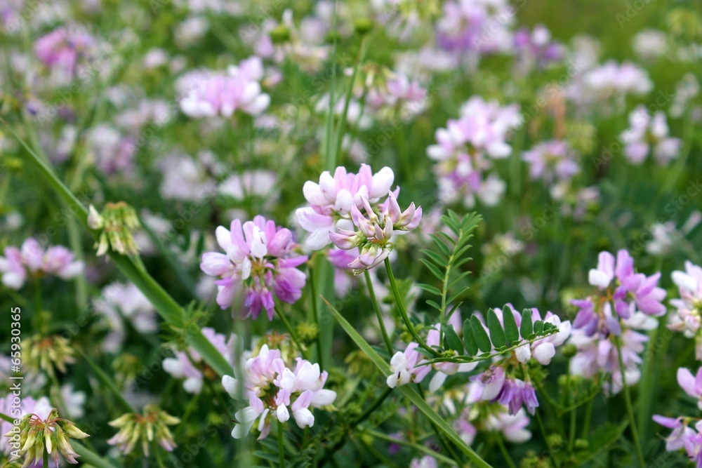 Crown vetch Crown vetch