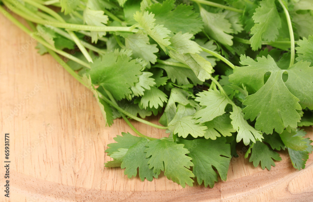 fresh coriander or cilantro on wooden board isolated on white fresh coriander or cilantro on wooden board isolated on white