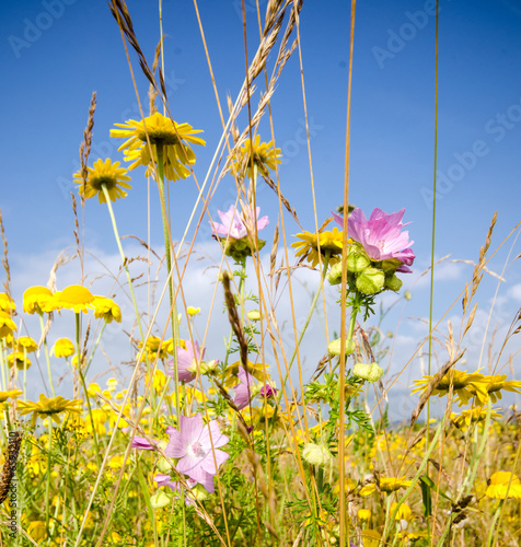 Colourful summer flower meadow :) photo