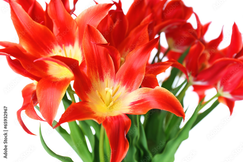 Beautiful red tulips, isolated on white Beautiful red tulips, isolated on white
