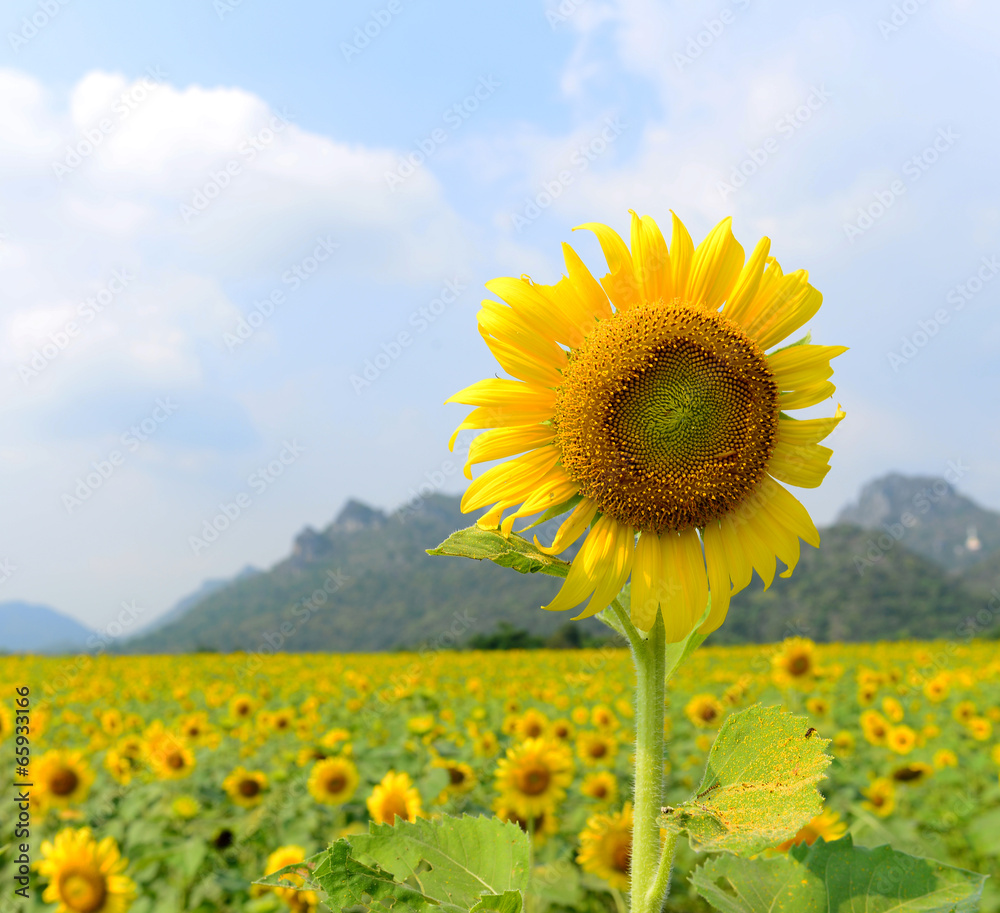 Fototapeta premium Sunflower Fields