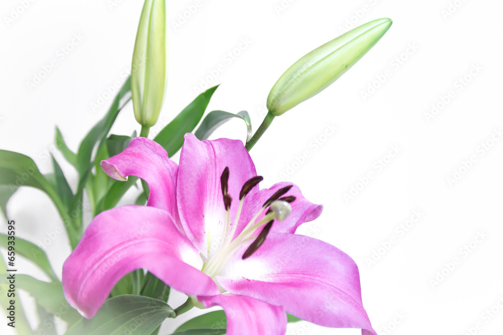 Lily flower on background Lily flower on background