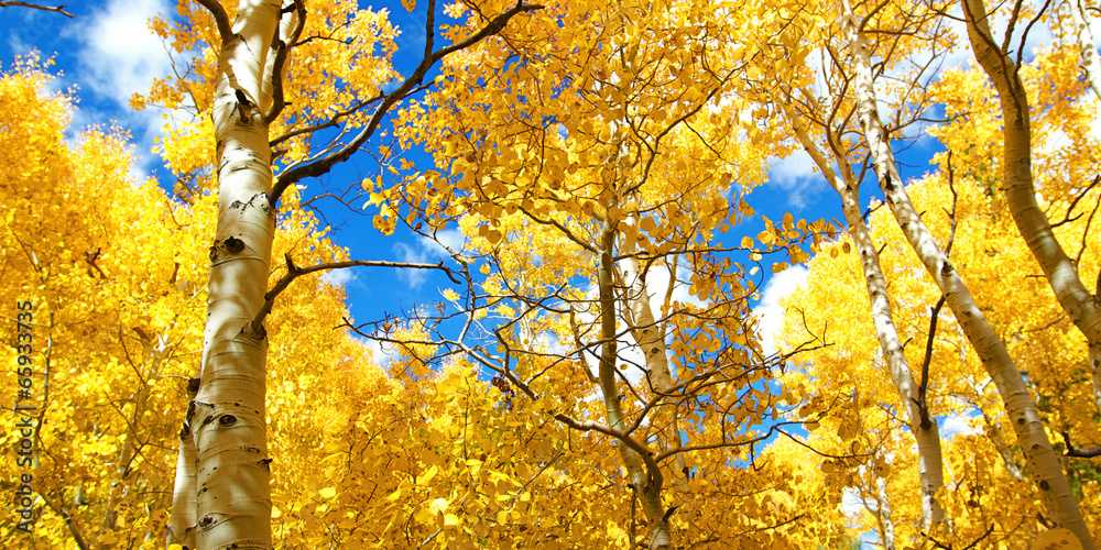 Fototapeta premium Autumn Canopy of Brilliant Yellow Aspen Tree Leafs in Fall in th