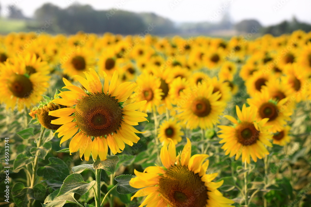 yellow sunflowers farm
