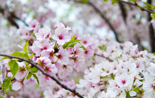 Flowering Cherry Blossom Tree in Nashville Tennessee