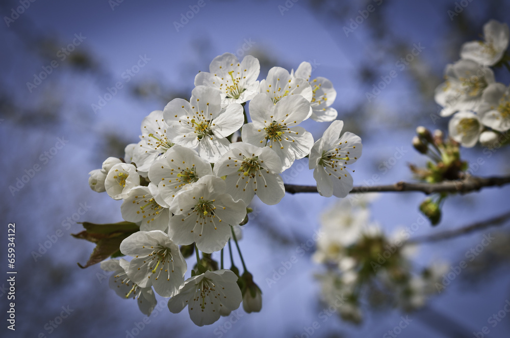 Obraz premium Kirschblüten