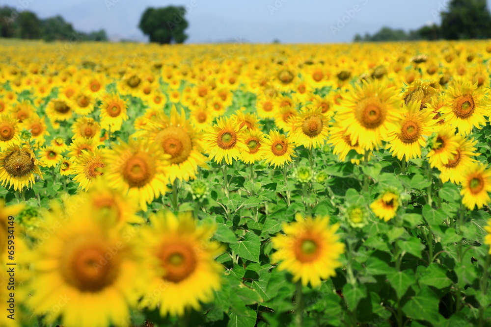 Fototapeta premium yellow sunflowers farm