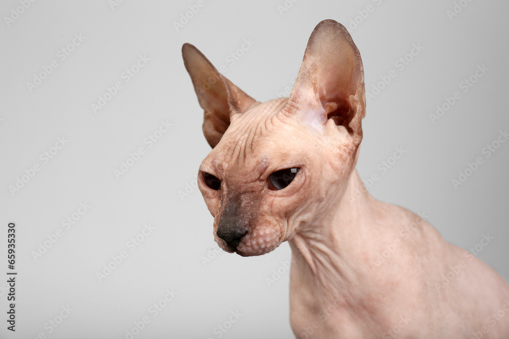 Sphynx hairless cat on grey background