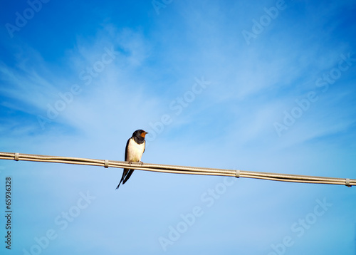Hirundo rustico - swallow, migratory bird singing on wire © Mushy