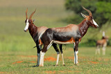 Pair of blesbok antelopes
