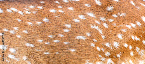 Obraz na płótnie axis deer skin