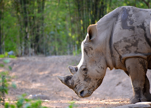 white rhinoceros © anankkml