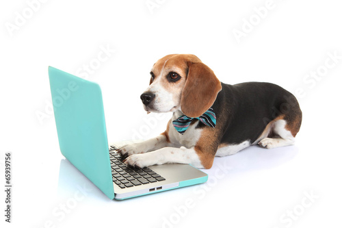 business concept pet dog using laptop computer
