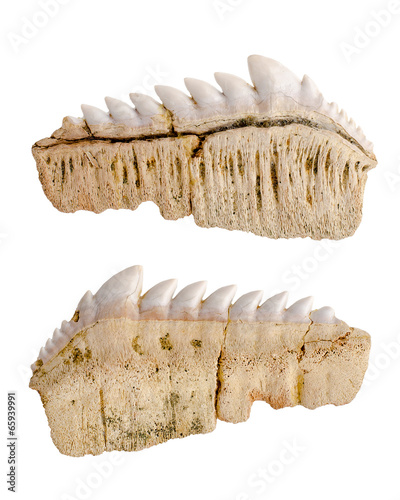Paleontology. Notidanus. Fossil fossilized shark teeth. Isolated photo