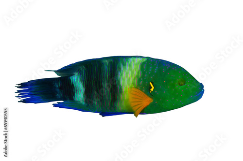 Foto Broomtail wrasse