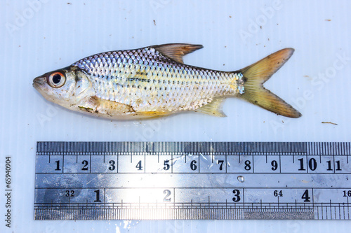 wild fish chondrostoma nasus with measuring tools isolated on wh photo