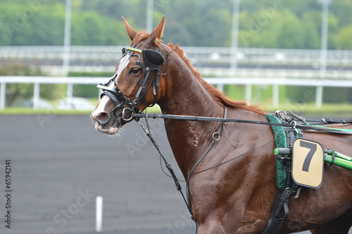 cheval de courses