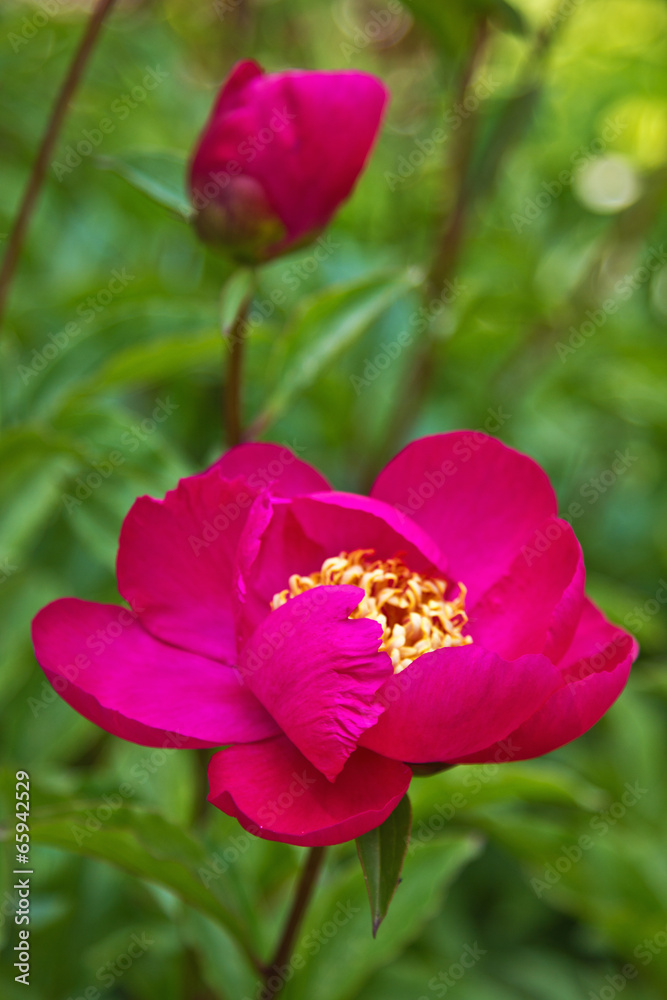 Rosa Pfingstrose