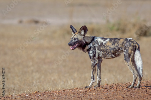 Afrikanischer Wildhund photo