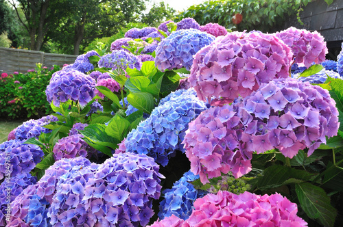 Fotografie Fleurs d'hortensias bleues et roses