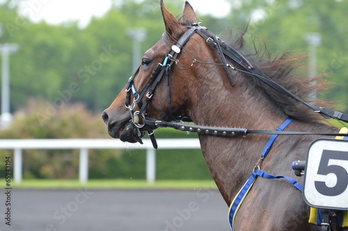 cheval de courses 