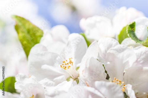 Spring garden closeup flowers blooming cherry trees © Yotka
