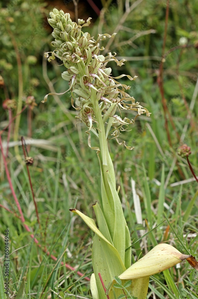 Bocks-Riemenzunge (Himantoglossum hircinum) am Dörnberg Bocks-Riemenzunge (Himantoglossum hircinum) am Dörnberg