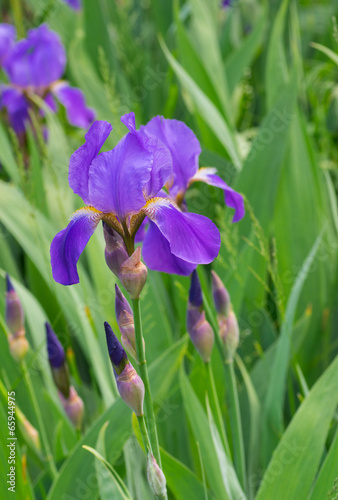 Fototapeta Naklejka Na Ścianę i Meble -  Portrait of beautiful iris flower