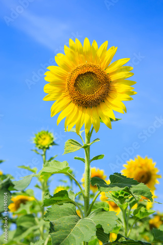 Sunflower (Helianthus annuus) on a blue sky background
